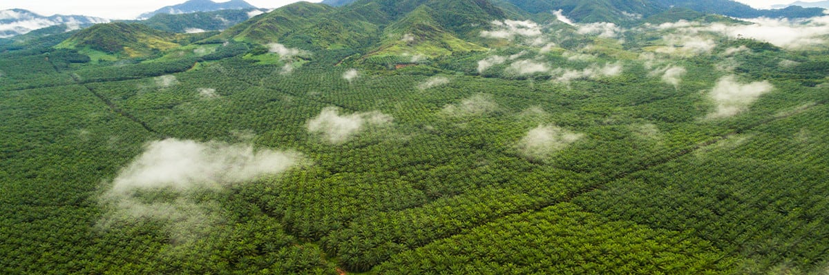 PT SMART Tbk (Sinarmas Agribusiness and Food) cover image