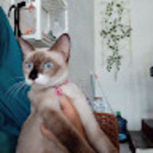 Avatar of Anne Fristy Inovianty.